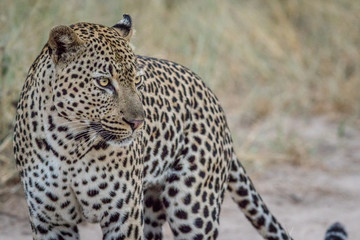 Naklejka premium Side profile of a big male Leopard.