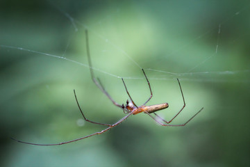 Laufspinne in der Natur, Macro