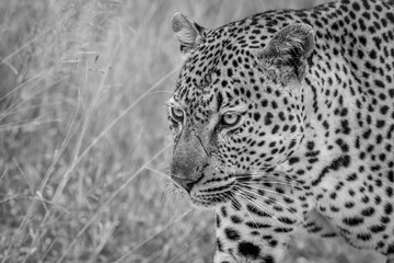 Fototapeta na wymiar Side profile of a big male Leopard.