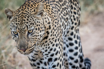 Side profile of a big male Leopard.
