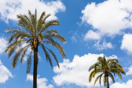 Palm trees over blue and cloudy sky background with free space for text