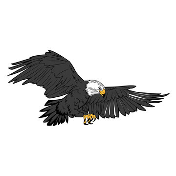 american bald eagle flying wildlife image vector illustration