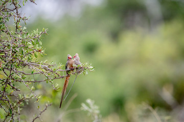 Two Red-faced mousebirds bonding.