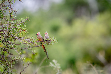 Two Red-faced mousebirds sitting on a branch.