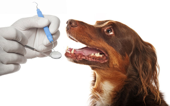 dental hygiene for dogs