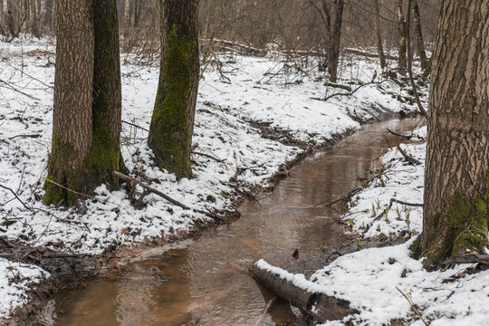 Dirty forest creek in early spring forest