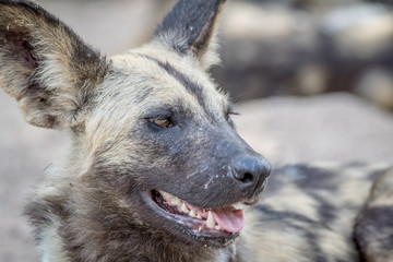 Side profile of an African wild dog.