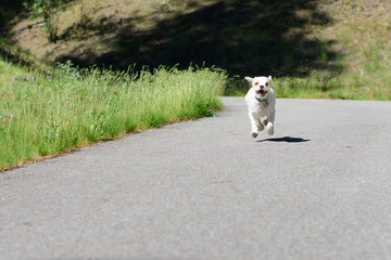 Small white dog happily running on paved trail 