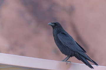 cuervo negro parado