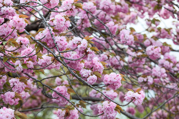 Background of pink flowers of blooming sakura tree. Spring season