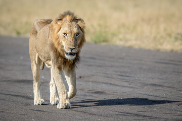 Young male Lion walking on the airstrip.