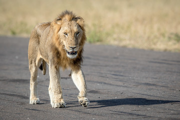 Young male Lion walking on the airstrip.