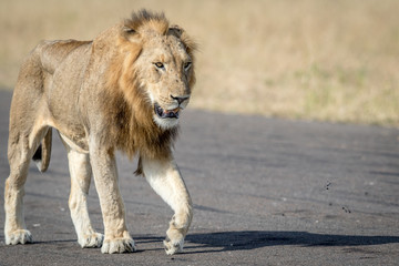 Young male Lion walking on the airstrip.