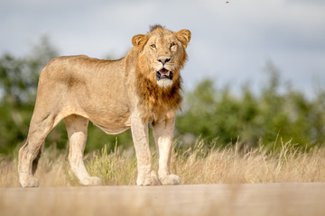Young male Lion looking around.