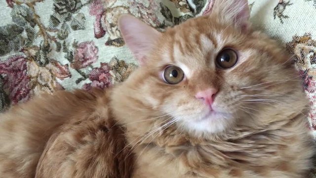Рыжий красивый кот породы мейн-кун в домашней обстановке
