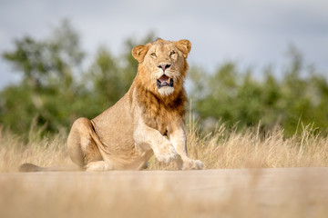 Young male Lion sitting down in Kruger.
