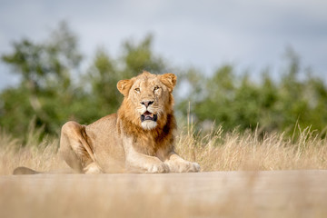 Young male Lion laying down and looking.