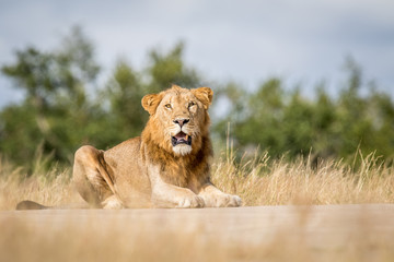 Young male Lion laying down and looking.