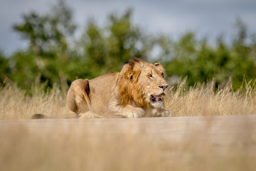 Young male Lion laying down and looking.