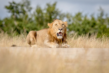 Young male Lion laying down and looking.