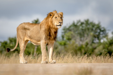 Young male Lion standing and looking.