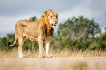 Young male Lion standing and looking.