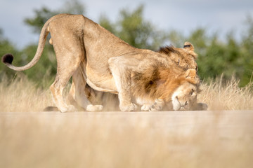 Two young male Lions bonding in Kruger.