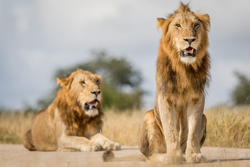 Two young male Lion brothers in Kruger.