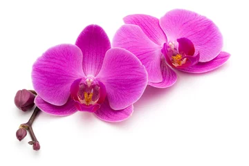 Plexiglas foto achterwand Roze orchidee op de witte achtergrond. © gitusik
