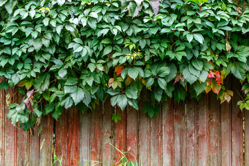 Green leaves on the fence