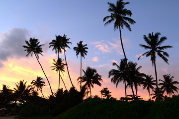 Obraz premium Dusk in the tropics with silhouettes of palm trees against the sky