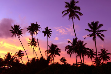 Dusk in the tropics with silhouettes of palm trees against the sky