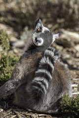 Ring Tailed Lemur looking up