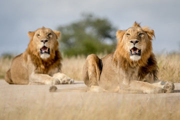 Two young male Lion brothers in Kruger.