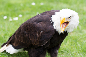 Portrait of a bald eagle on grass.