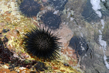 Naklejka na ściany i meble Sea urchins on the ocean shore