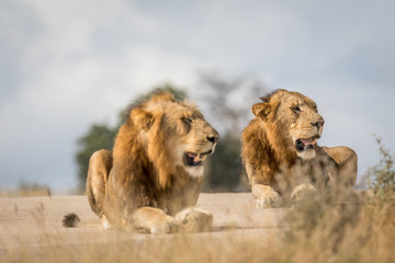 Two young male Lion brothers in Kruger.