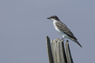 Eastern Kingbird perched on an old fence post in the Alberta prairies, Canada.