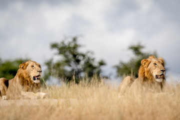 Two young male Lion brothers in Kruger.