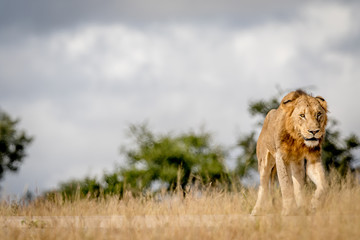 Young male Lion walking in the Kruger.