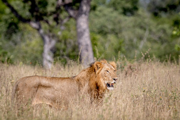 Young male Lion standing in the high grass.
