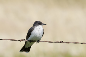Eastern Kingbird perched on barbed wire in the Alberta prairies, Canada.