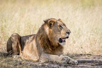 Young male Lion laying down in the sand.