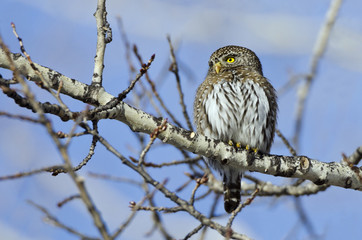 Northern pygmy owl in Fish Creek provincial park, Calgary, Alberta, Canada