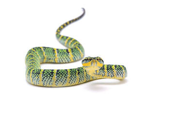 Wagler's pit viper isolated on white background