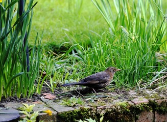 Eurasian Blackbird