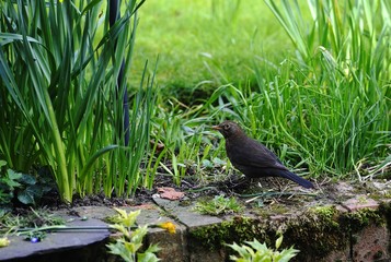 Eurasian Blackbird