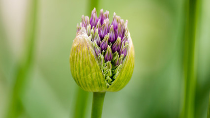 Riesenzierlauch Nahaufnahme