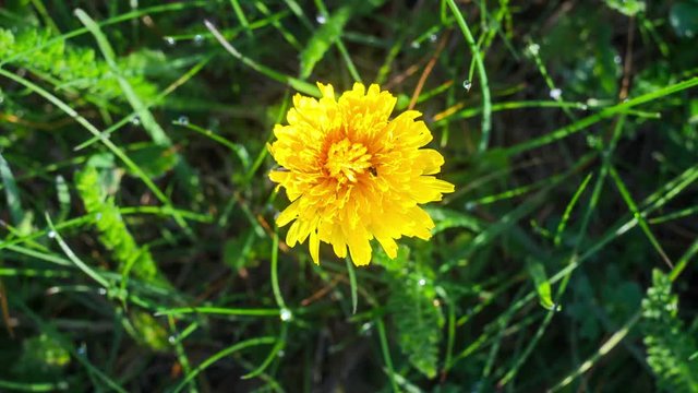 One Dandelion bloom at dawn. Flower blooming process. Top view. Taraxacum platycarpum