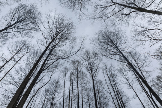 Trees branches and trunks against winter cloudy sky